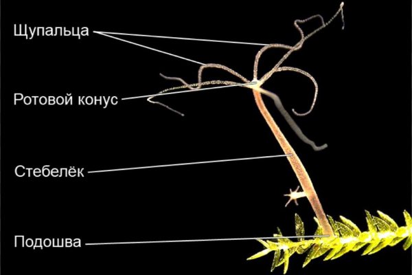 Кракен сайт зеркало рабочее на сегодня